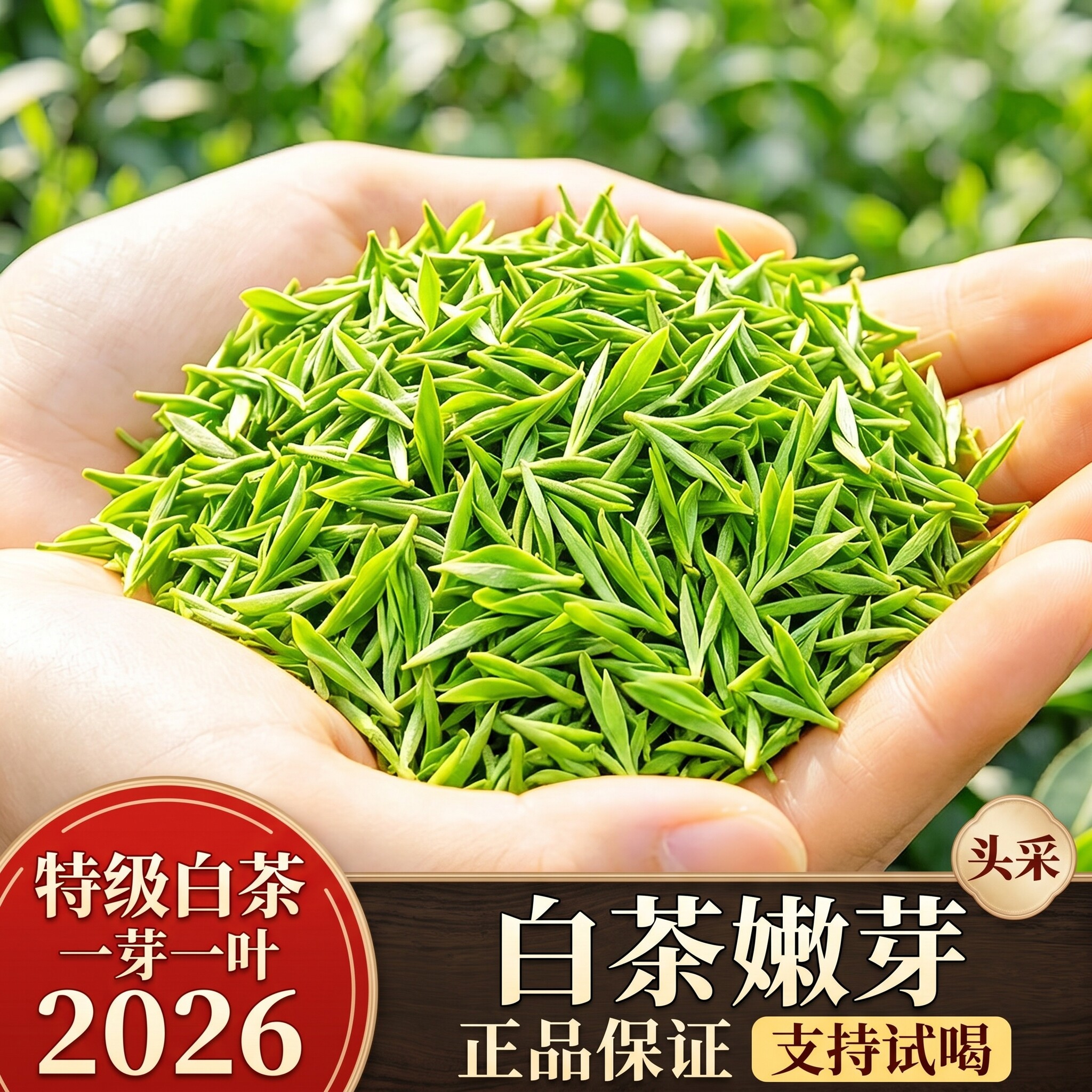 【头采嫩芽白茶一芽一叶】2026新茶安吉产正宗6A特级高档送礼精品