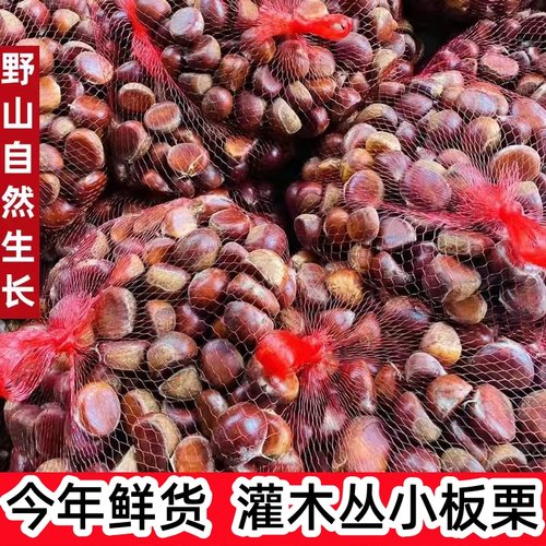 今年鲜货野山新鲜生板栗野山小毛栗子高山毛栗子小颗粒批发小板栗