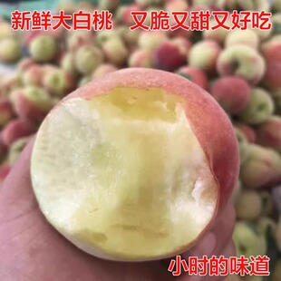 正在发货新鲜水果大白桃突围桃甜桃脆桃大硬桃红桃子现摘五斤装