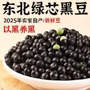 优选绿芯黑豆新货五谷杂粮青仁生乌豆农家自种打豆浆醋泡黑豆批发
