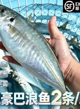 【顺丰到家】东山岛养殖新鲜土豪巴浪鱼冰鲜冷冻竹荚鱼刺级巴浪鱼