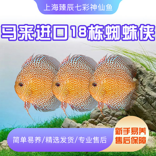 马来进口18栋蜘蛛侠热带鱼
