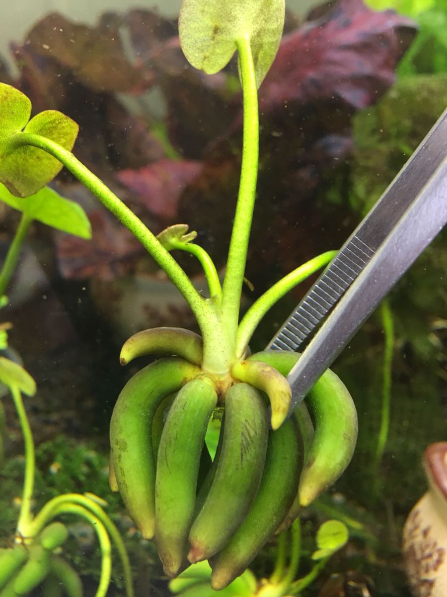 香蕉草结蕉草水中叶前景水草鱼缸造景活体懒人草无需种植,宠物/宠物食品及用品,水草,淘宝优惠券,粉丝福利购,淘宝优惠卷