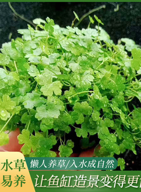 天胡荽水草鱼缸天湖茜天湖葵地钱鱼缸前景草水下叶造景包邮水下叶