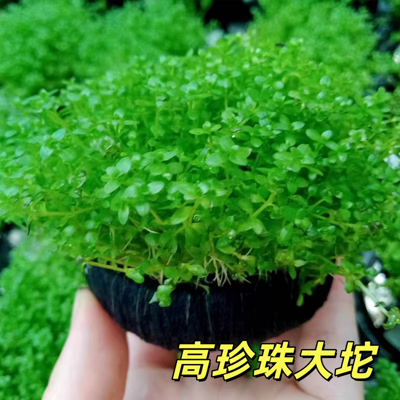 日本高珍珠珍珠草坨草水草懒人活体阴性净水淡水中后景鱼缸造景