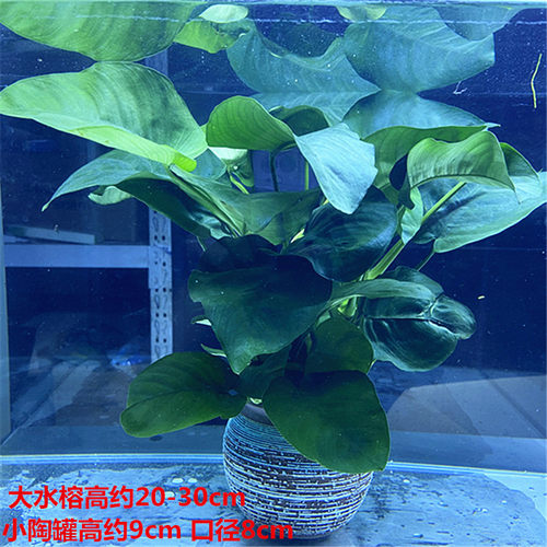 懒人活体水草小榕鱼缸辣椒迷你