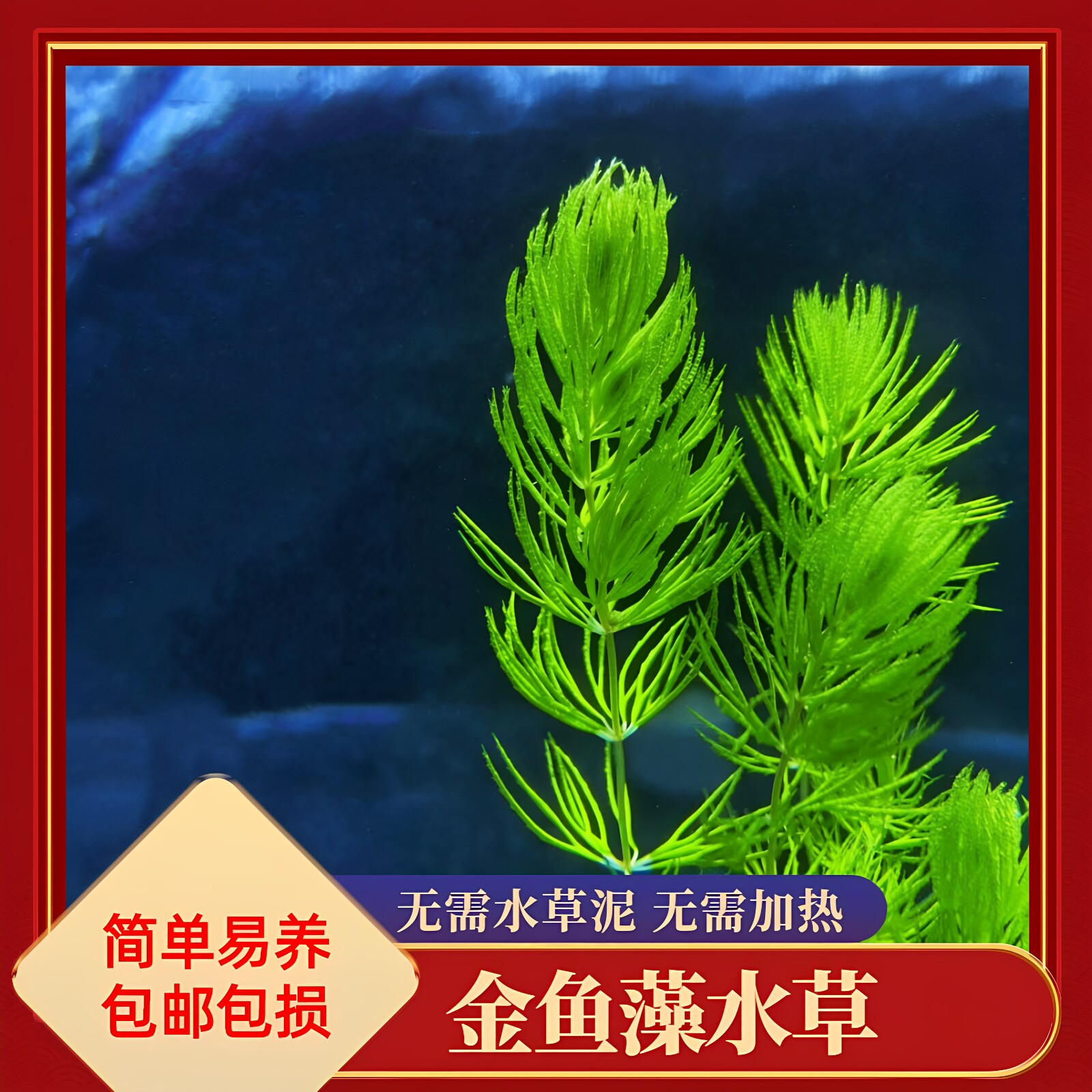 金鱼藻水草淡水水族箱鱼缸造景挂卵繁殖降低氨氮净化水质好养易活