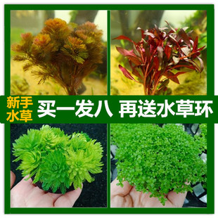 水草活体植物鱼缸懒人入门级水族造景套餐后景草合集绿菊蜈蚣水榕