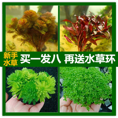 活体绿菊植物鱼缸造景套餐水草