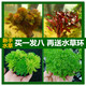 水草活体植物鱼缸懒人入门级水族造景套餐后景草合集绿菊蜈蚣水榕
