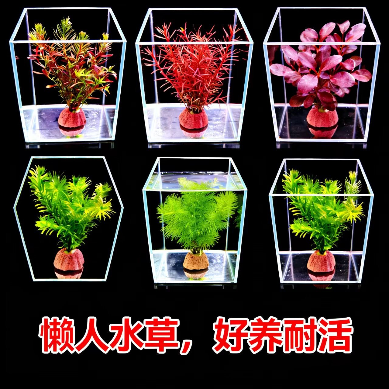 水草活体植物鱼缸懒人入门级水族造景后景草合集绿菊蜈蚣水榕淡水