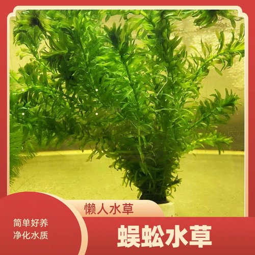 蜈蚣水草净水简单好养