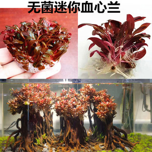 无菌迷你血心兰中前景水草活体淡水植物迷你血心兰小型草无需CO2