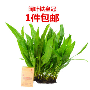 鱼缸活体淡水植物阔叶铁皇冠水草缸造景套餐水榕阴性懒人水族箱