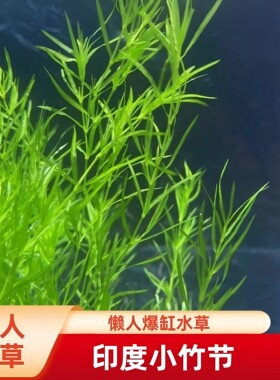 小竹节阴性水草懒人水草易养