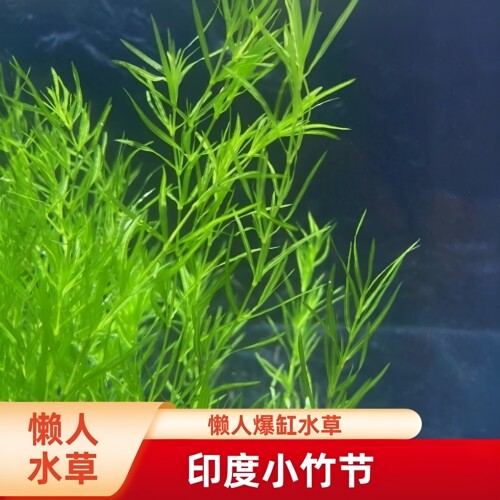 小竹节阴性水草懒人水草易养