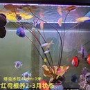 真水草水族箱鱼缸迷你小叶红荷根造景青荷易养睡莲颗植物懒人阴性