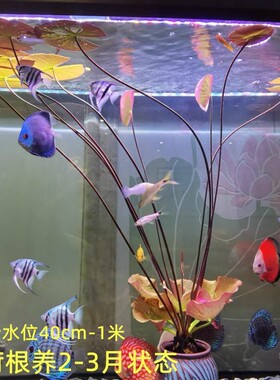 真水草水族箱鱼缸迷你小叶红荷根造景青荷易养睡莲颗植物懒人阴性