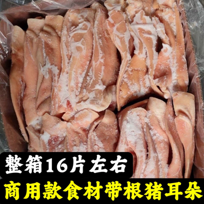 商用新鲜猪耳朵冷冻生猪耳带耳根耳朵卤菜店食堂猪耳朵干净无毛