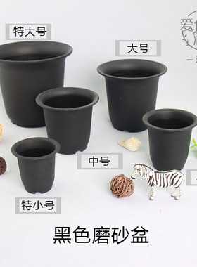 矮胖万象盆景天仙人掌多肉植物黑色塑料磨砂盆5种规格爱仙满园