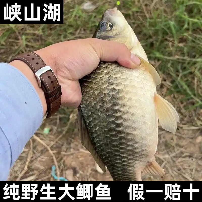 山东潍坊峡山湖自然生长野鲫鱼土鲫鱼特大活鱼现杀淡水鱼