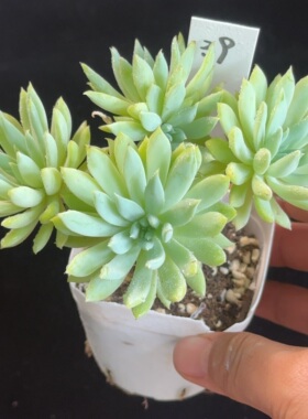 蓝色天使39 有砍 花盆6.3cm 6月21日直播 28包邮