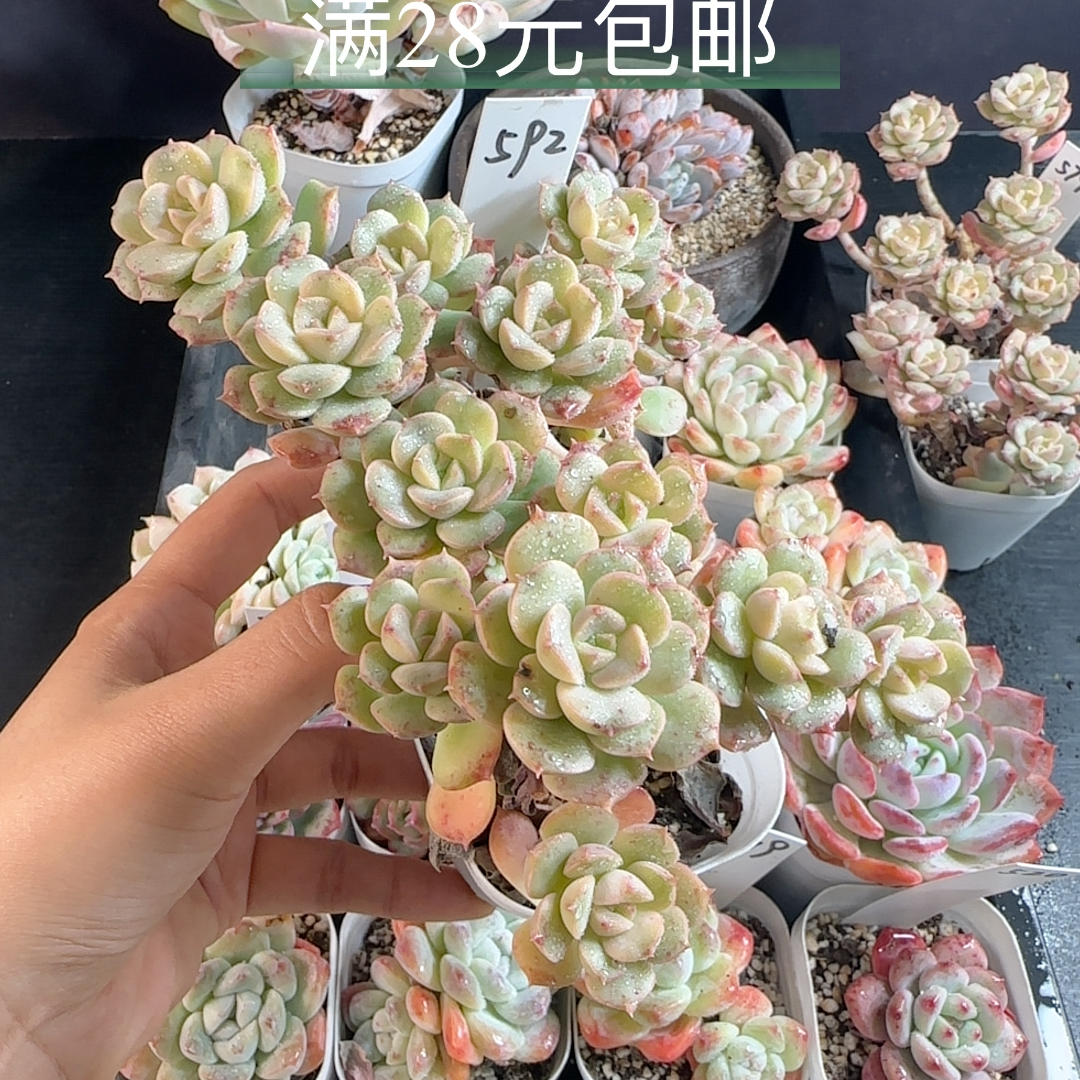 妮可莎娜两盆592 散群