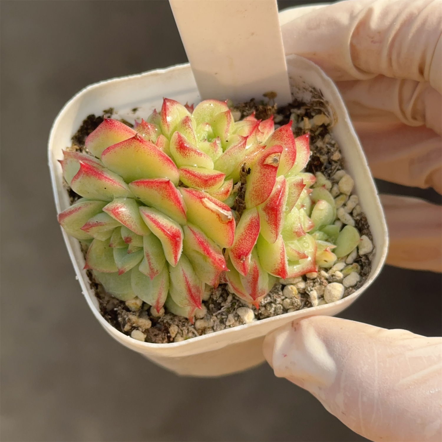 女王玫瑰99 带盆发 满28包邮 直播链接