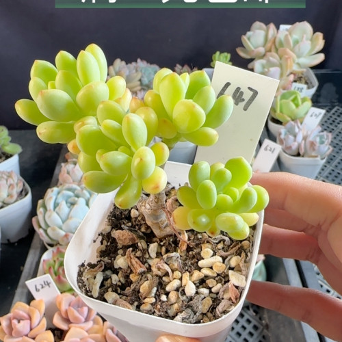 香格里拉647