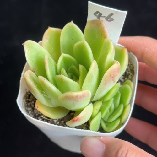 玉杯东云46  花盆6.3cm 7月13日直播 28包邮