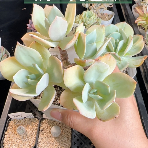 白凤596 有砍