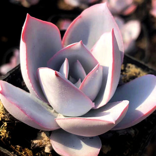 【一物一拍】广寒宫 薄叶粉霜多肉植物新手办公室阳台小盆栽绿植