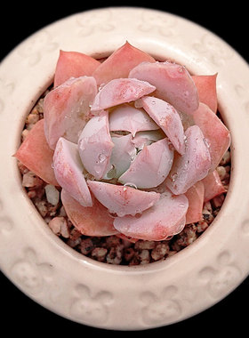 【一物一拍】木樨甜心粉色系多肉植物办公室阳台窗台组合小盆栽