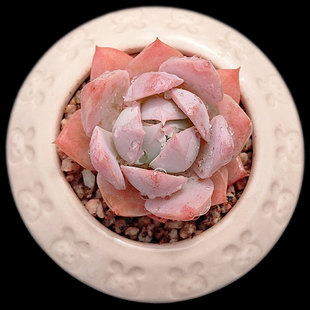 木樨甜心粉色系多肉植物办公室阳台窗台组合小盆栽 一物一拍