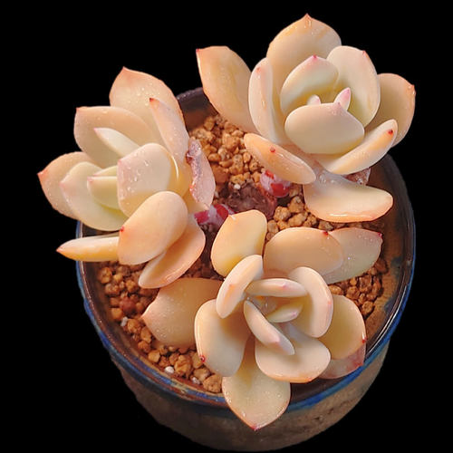 【一物一拍】白凤老桩多肉植物