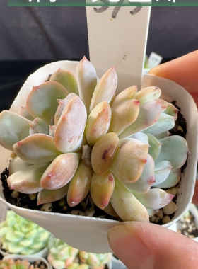 红色恋人573