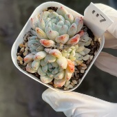 盆口6.3cm 2月2日直播 白鲸117 包邮