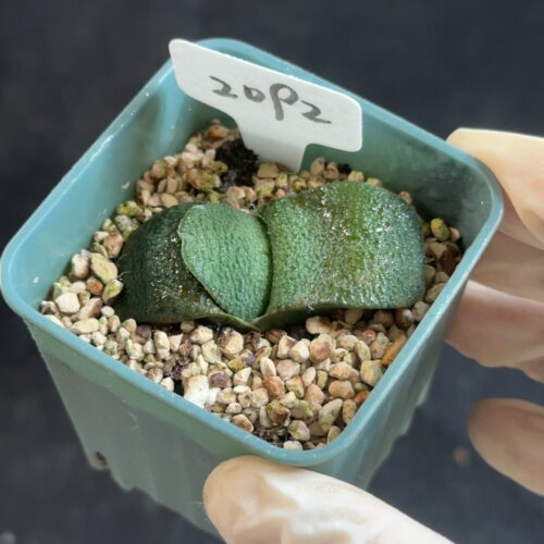 卧牛2092 花盆6.3cm带盆发 5月22日直播 28包邮