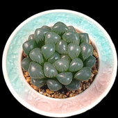 包邮 冰灯玉露黑姬OB1樱水晶多肉植物阳台盆栽绿植28 一物一拍