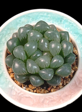 【一物一拍】冰灯玉露黑姬OB1樱水晶多肉植物阳台盆栽绿植28包邮