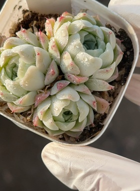 沁心574 盆口6.3cm 1月15日直播 28包邮