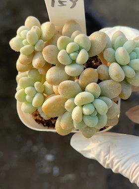 洛神159 有砍 盆口6.3cm 1月16日直播 28包邮