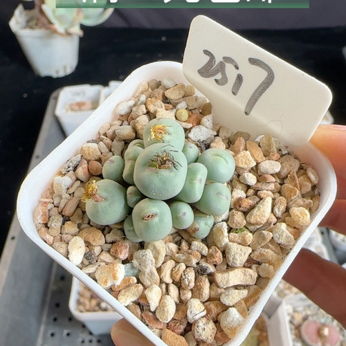 1380 b小红嘴  2517