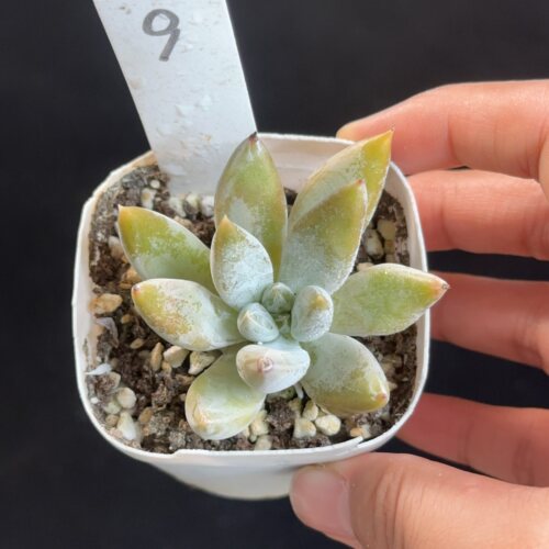 杜里万9  花盆6.3cm 7月24日直播 28包邮