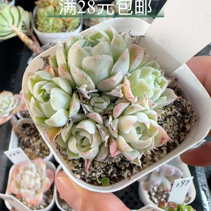 沁心187 散群带盆发