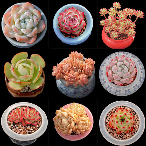 【新手入门随机发】多肉大棚直发