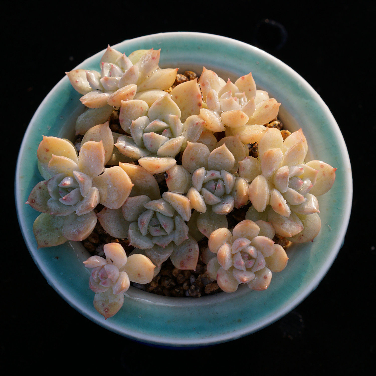 【一物一拍】鲁兹/范女王 小老桩群生多肉植物新手阳台盆栽28包邮