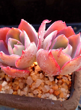 【一物一拍】晚霞粉紫色薄叶系三仙多肉植物阳台盆栽绿植满28包邮