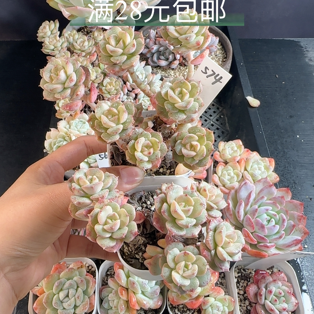 妮可莎娜两盆散群574