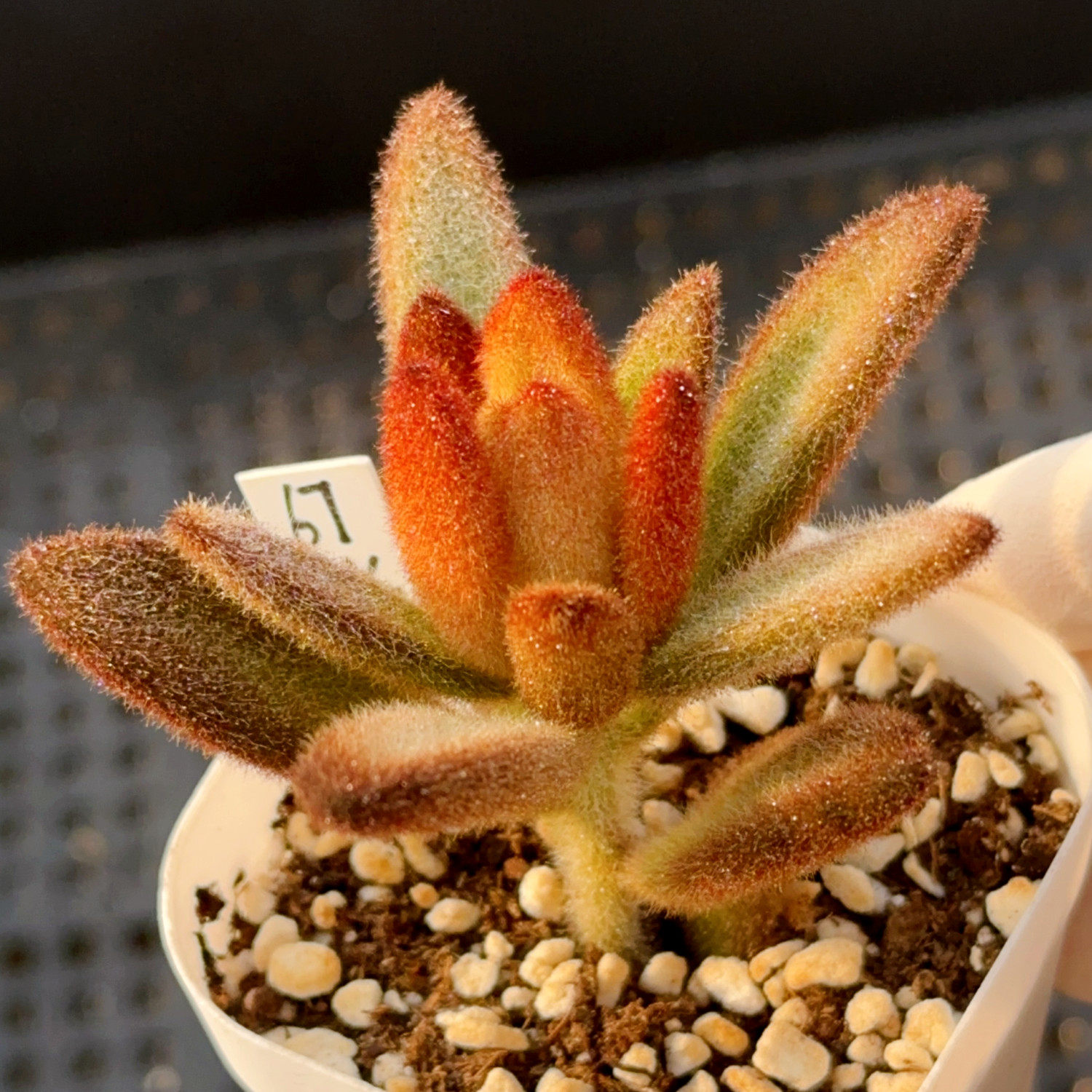 【一物一拍】泰迪熊 毛茸茸系小爪子可爱多肉植物办公室满28包邮,鲜花速递/花卉仿真/绿植园艺,多肉植物,淘宝优惠券,粉丝福利购,淘宝优惠卷